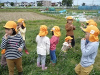 5歳児らいおん組がれんげ畑で遊んでいる写真