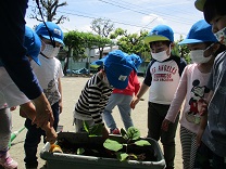 写真：3歳児の苗植え