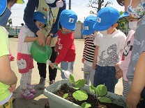 写真：3歳児の苗植え