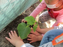 写真：5歳児の苗植え