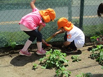 写真：5歳児の苗植え