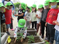 写真：4歳児の苗植え