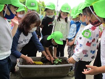 写真：4歳児の苗植え