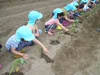 4歳児ぞう組がサツマイモの苗を植えている写真
