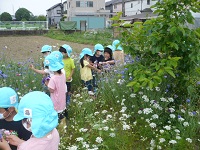 4歳児ぞう組がせせらぎ農園の矢車草を摘んでいる写真