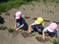 5歳児らいおん組がサツマイモの苗を植えている写真