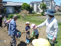 5歳児らいおん組がサツマイモに水やりをしている写真