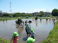 3歳児こあら組が田んぼでしろかきを体験している写真