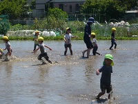 4歳児ぞう組が田んぼでしろかきを体験している写真