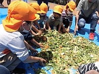 ぼかし肥料と野菜を混ぜている写真