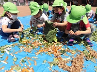 野菜を細かくちぎる子どもたちの写真