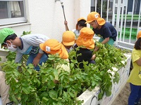 5歳児らいおん組が保育園の畑の芋を掘っている写真