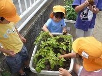 5歳児らいおん組がプランターのジャガイモを掘っている写真