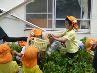 5歳児らいおん組が掘り出したジャガイモをかごに入れている写真
