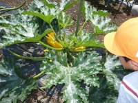 5歳児らいおん組が夏の野菜を観察している写真