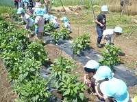 4歳児ぞう組が夏の野菜を観察している写真