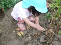 4歳児ぞう組がせせらぎ農園のジャガイモを掘っている写真
