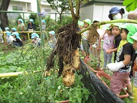 掘ったじゃがいもの写真