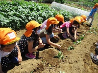 年長がさつま芋の苗を植えている写真です。