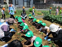 年中クラスの子供たちがさつまいもの苗を植えている写真です。