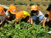 5歳児が芋ほりをしている写真です。