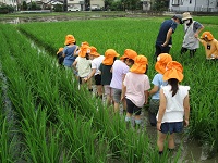 5歳児らいおん組が田んぼに入っていく写真