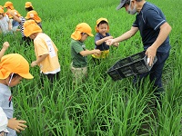 5歳児らいおん組が田んぼの草取りをしている写真