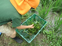 5歳児らいおん組がとった雑草の写真