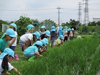 4歳児ぞう組が田んぼを覗き込んでいる写真