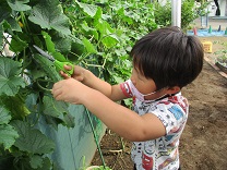 写真：5歳児の収穫