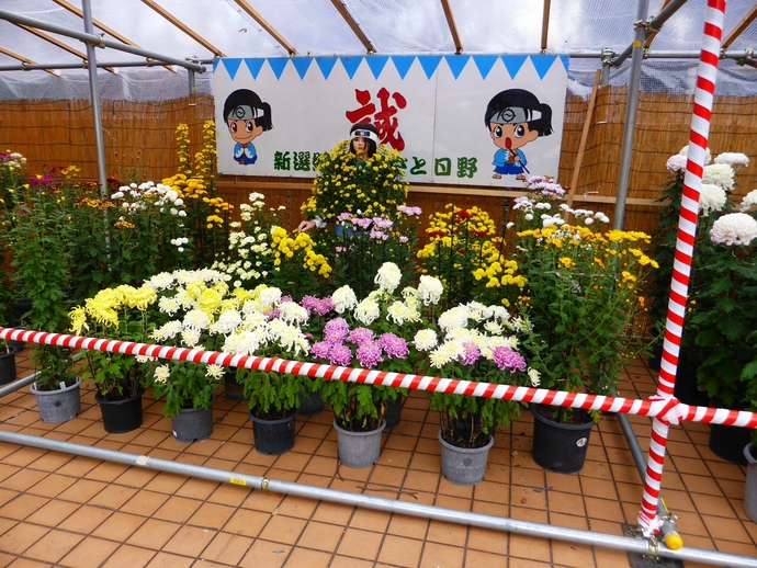 菊花展　写真