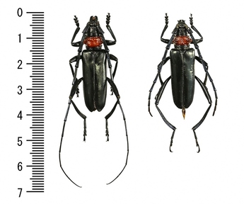 クビアカツヤカミキリの成虫（左：オス、右：メス）