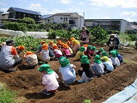 4歳児5歳児が畑に大根、赤かぶの種をまいている写真です。