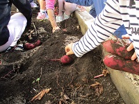 5歳児らいおん組が保育園の畑で芋掘りをしている写真