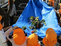 5歳児らいおん組がビニールシートで柿をキャッチしている写真