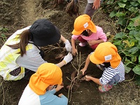 5歳児らいおん組がさつま芋を掘っている写真