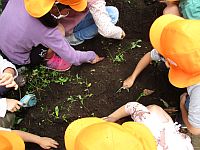 畑でお芋ほりをしている5歳児の写真