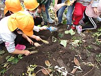 お芋ほりしている5歳児の写真