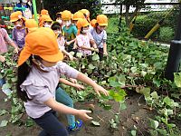 お芋のつるを引っ張っている写真