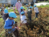 4歳児ぞう組が黒大豆を収穫している写真