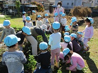 4歳児ぞう組が黒大豆を収穫している写真