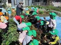 4歳児の芋掘りの写真です。