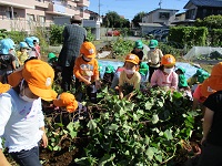 5歳児の芋掘りの写真です。