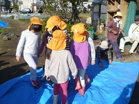 5歳児らいおん組がビニールシートの上から黒大豆のさやを踏んでいる写真