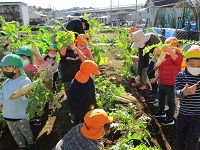 畑で4歳児5歳児が大根の収穫をしている写真です。