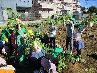 大根の写真です。