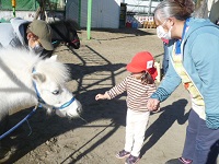 2歳児うさぎ組がリトルホースに餌をあげている写真