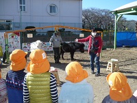 5歳児らいおん組がリトルホースと対面する写真