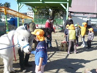 5歳児らいおん組がリトルホースの鼻息を感じている写真