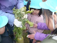 4歳児ぞう組が大根を見せてもらっている写真